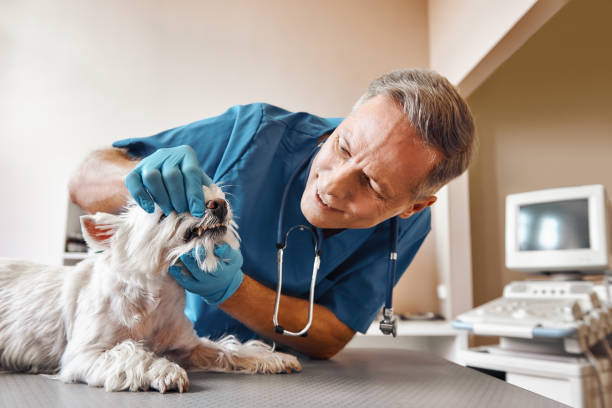 Best Same-Day Emergency Dentist in Greensboro, GA